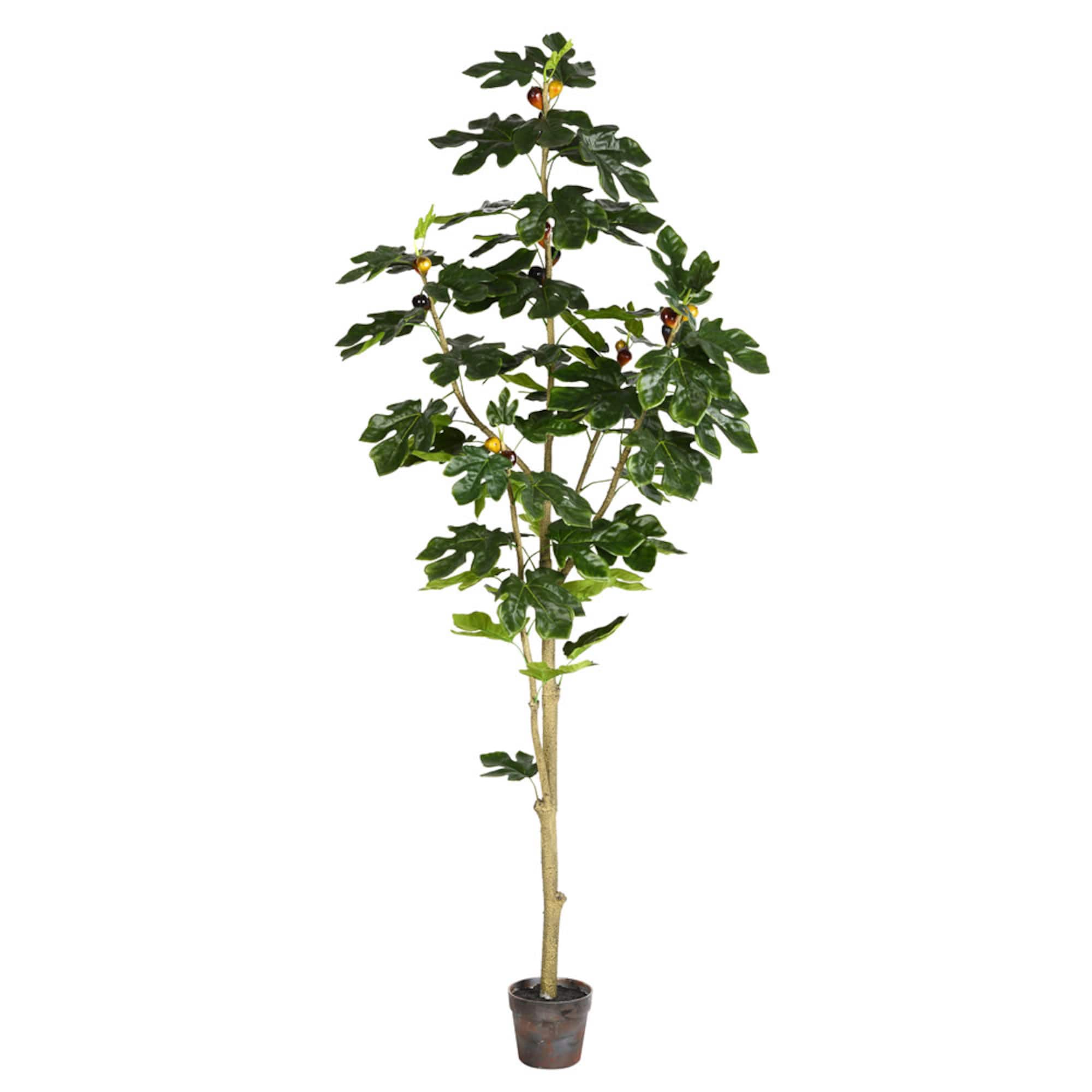 6ft. Potted Fig Tree